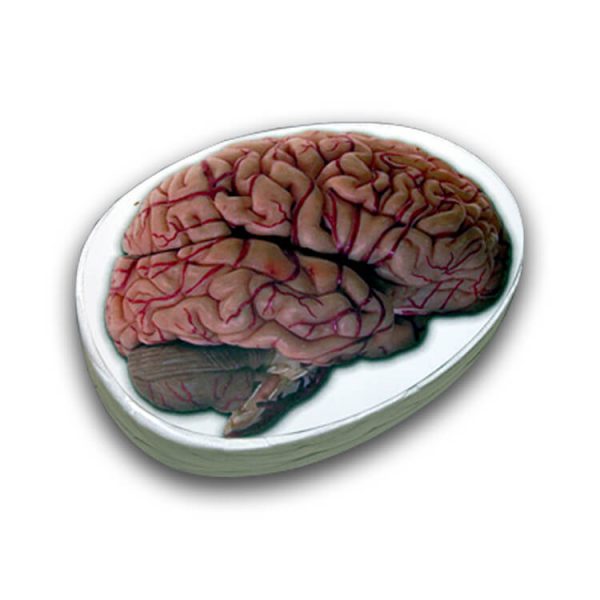Brain